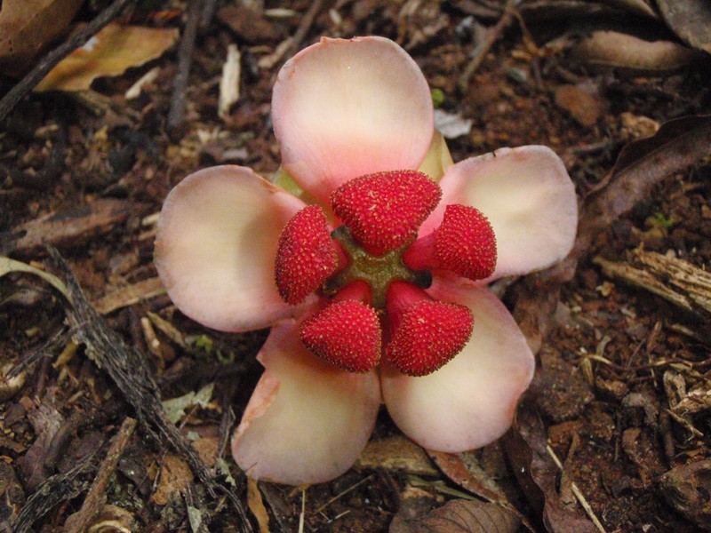 Garcinia stuhlmannii photo 5