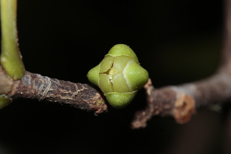 Garcinia urceolata
