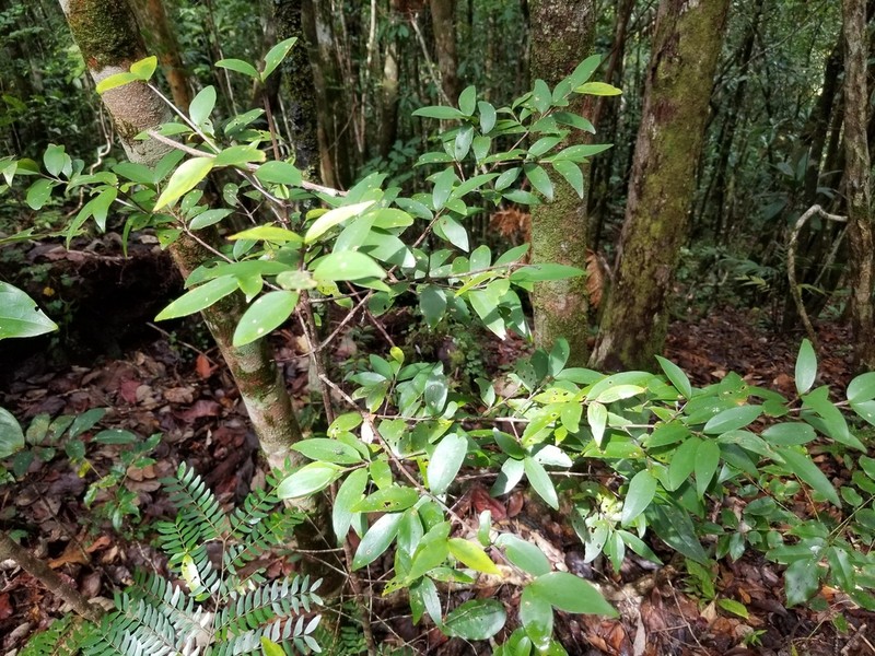 Garcinia virgata