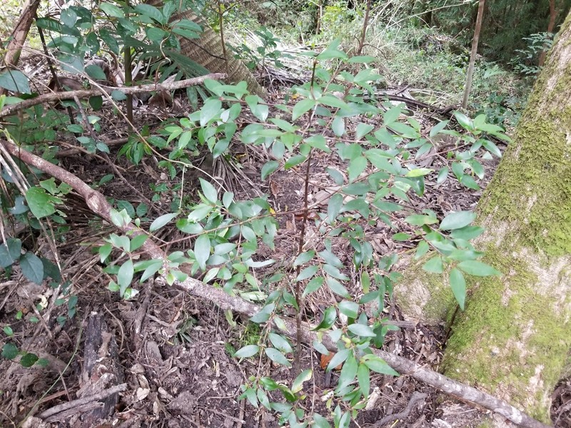 Garcinia virgata photo 2