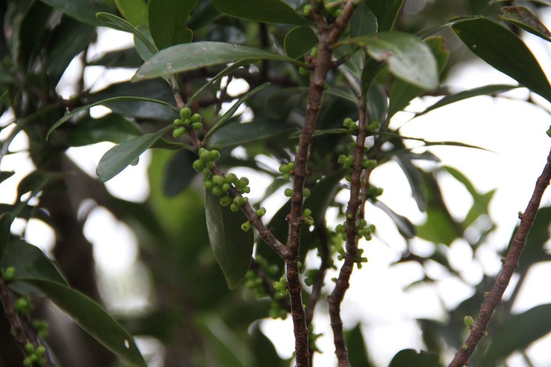 Garcinia virgata photo 3