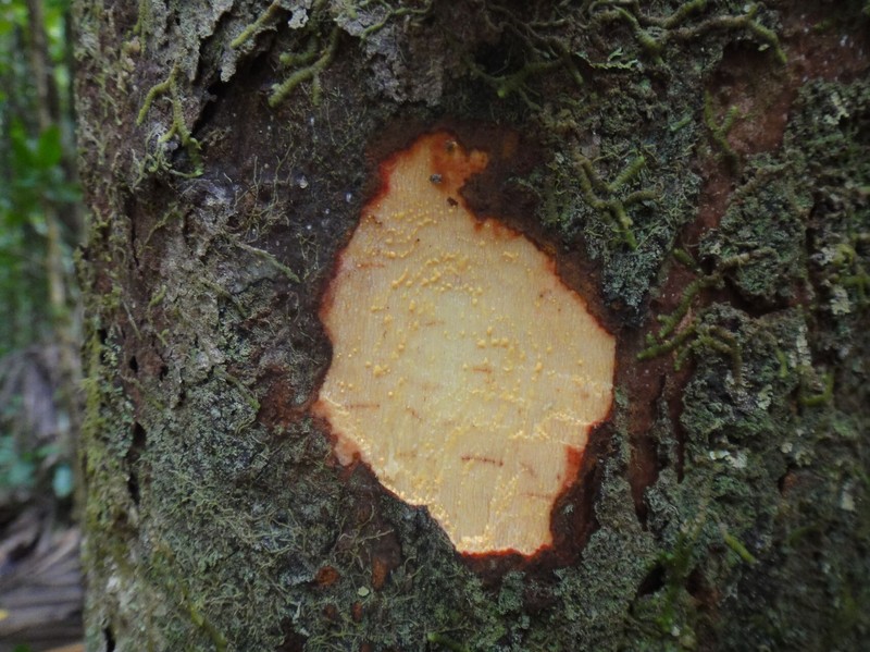 Garcinia virgata photo 4