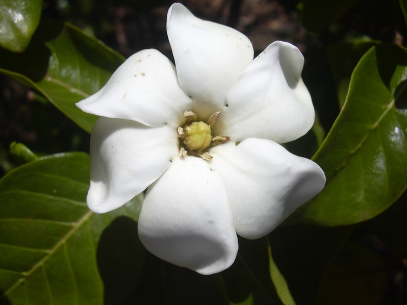 Forest Gardenia