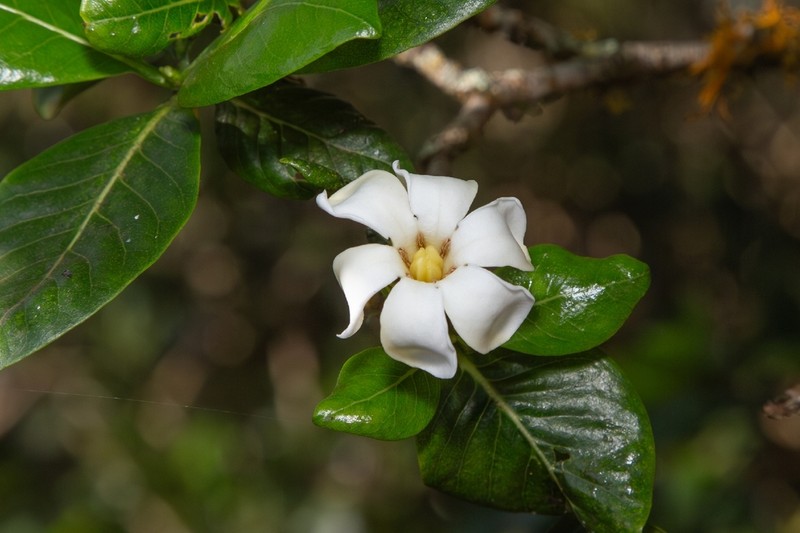 Forest Gardenia