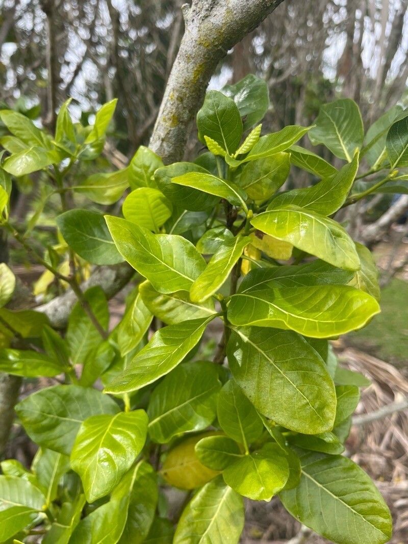 Forest Gardenia photo 2