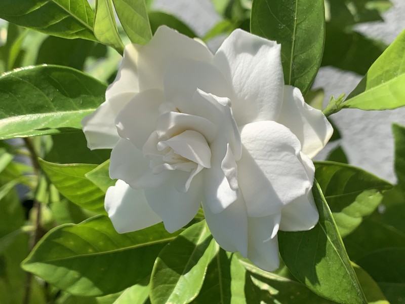 Cape Jasmine photo 2