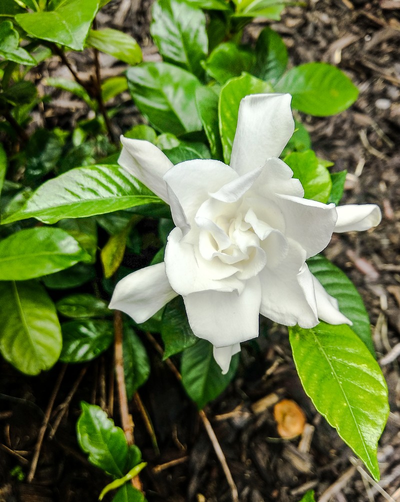 Cape Jasmine photo 3
