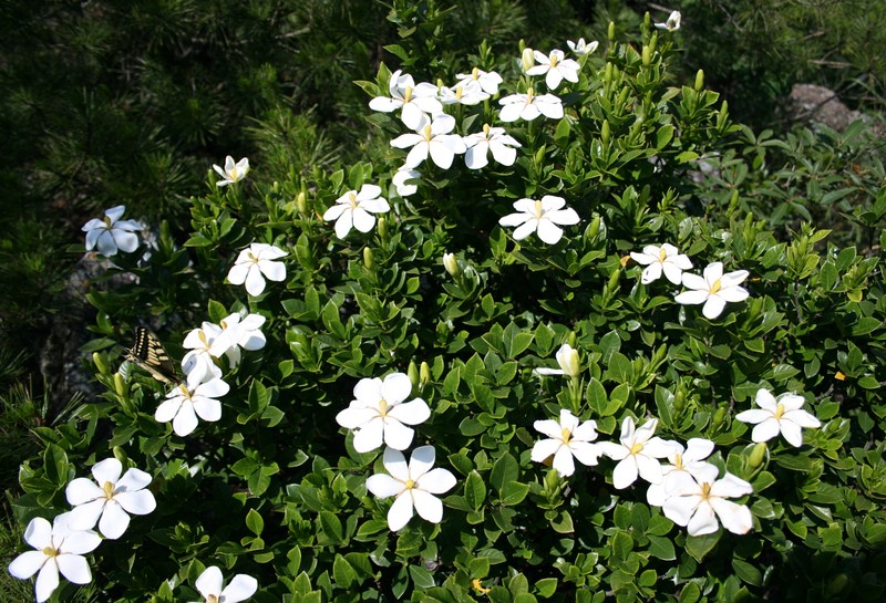 Cape Jasmine photo 4