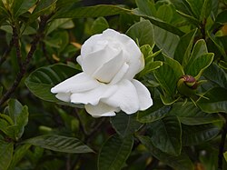 Cape Jasmine