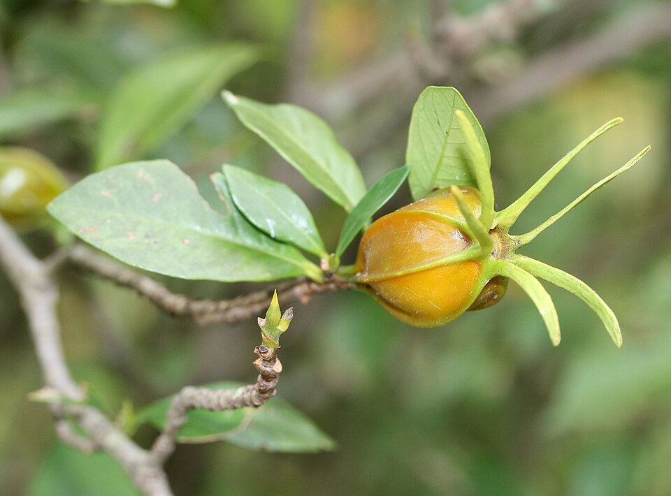 Cape Jasmine photo 5