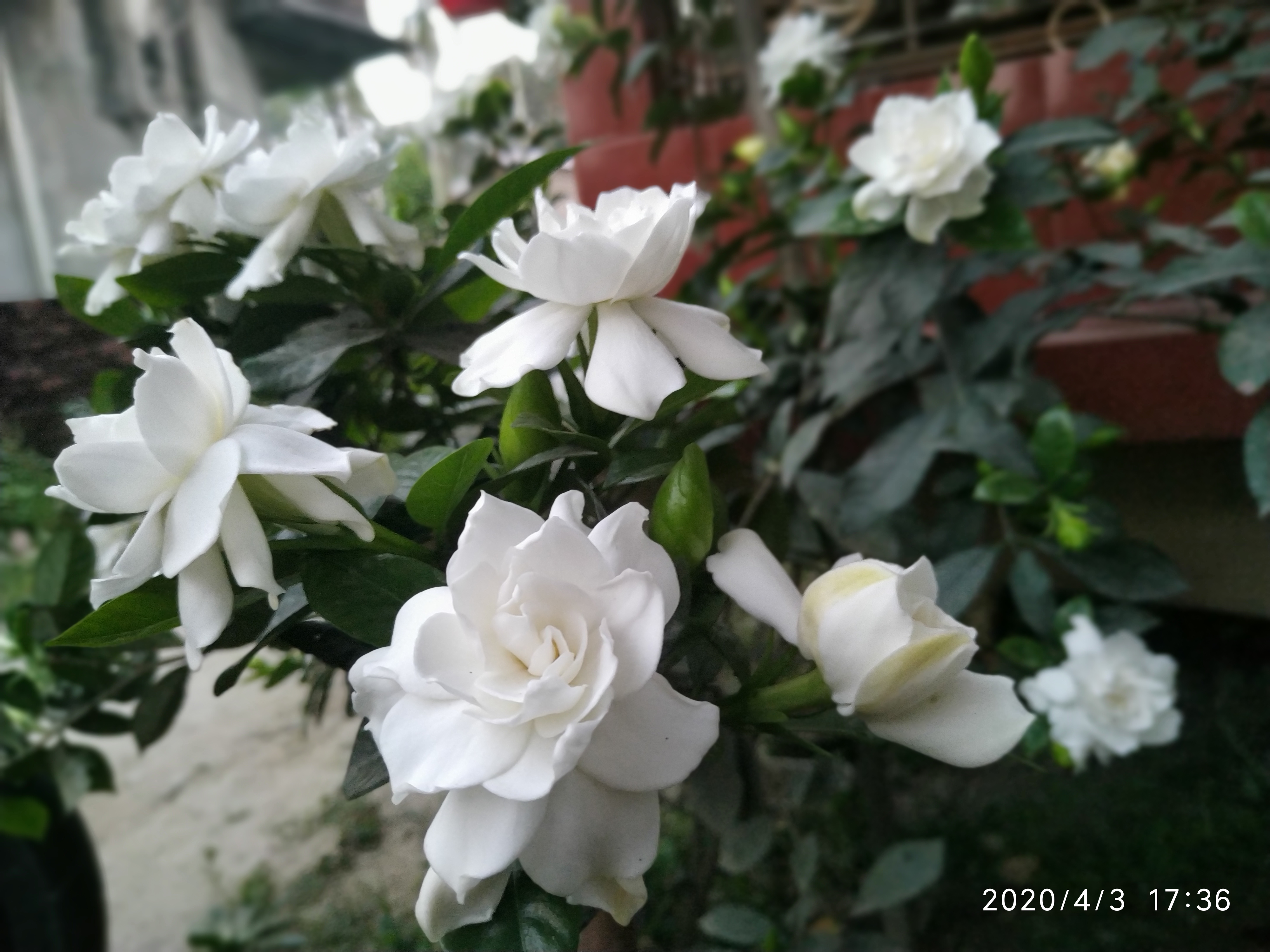 Cape Jasmine photo 6