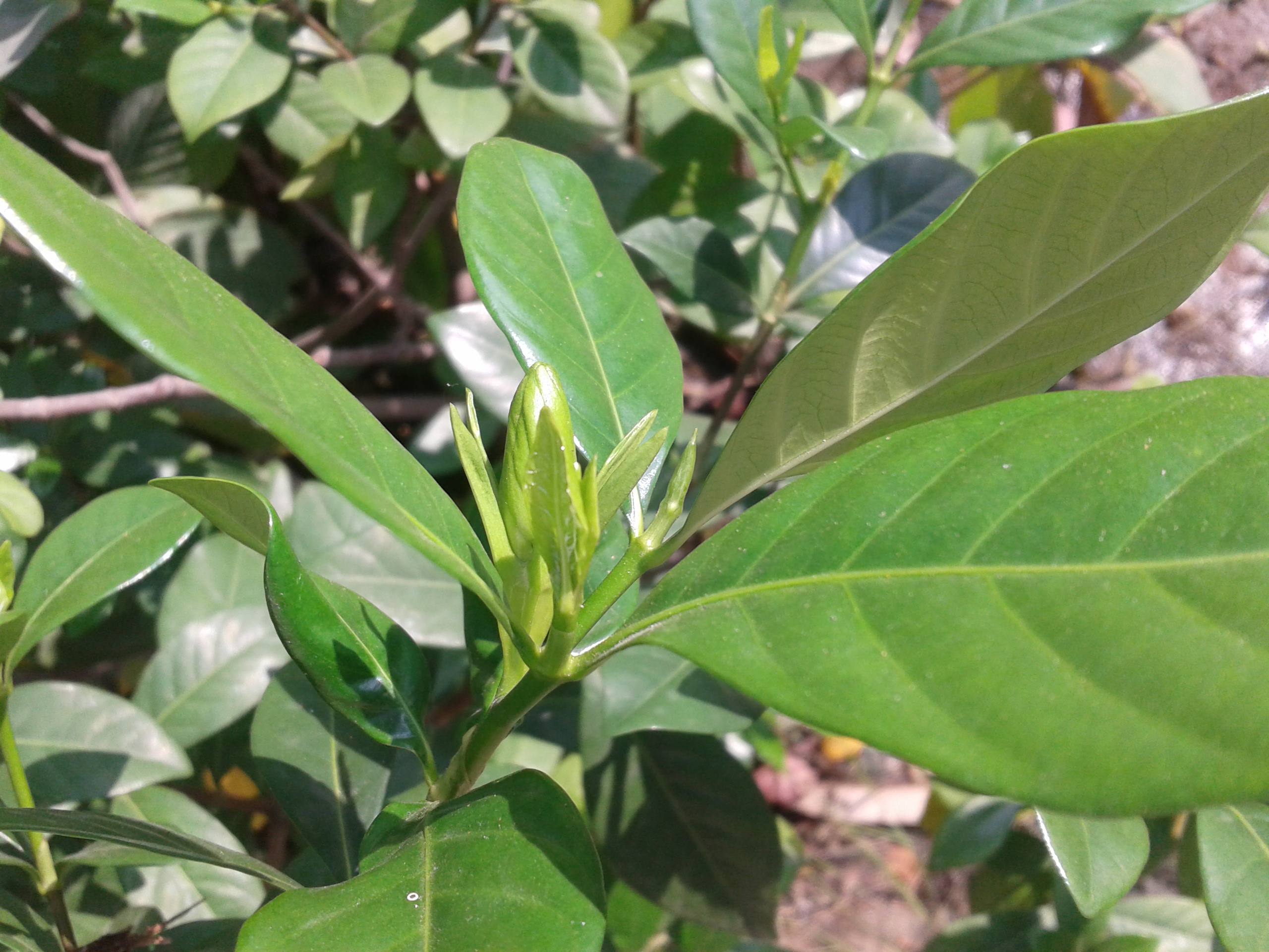 Cape Jasmine photo 7