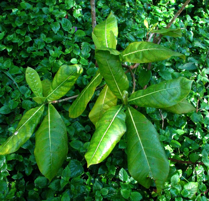 Oahu Gardenia photo 4