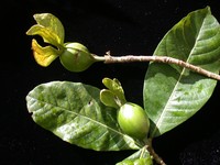Remy's Gardenia