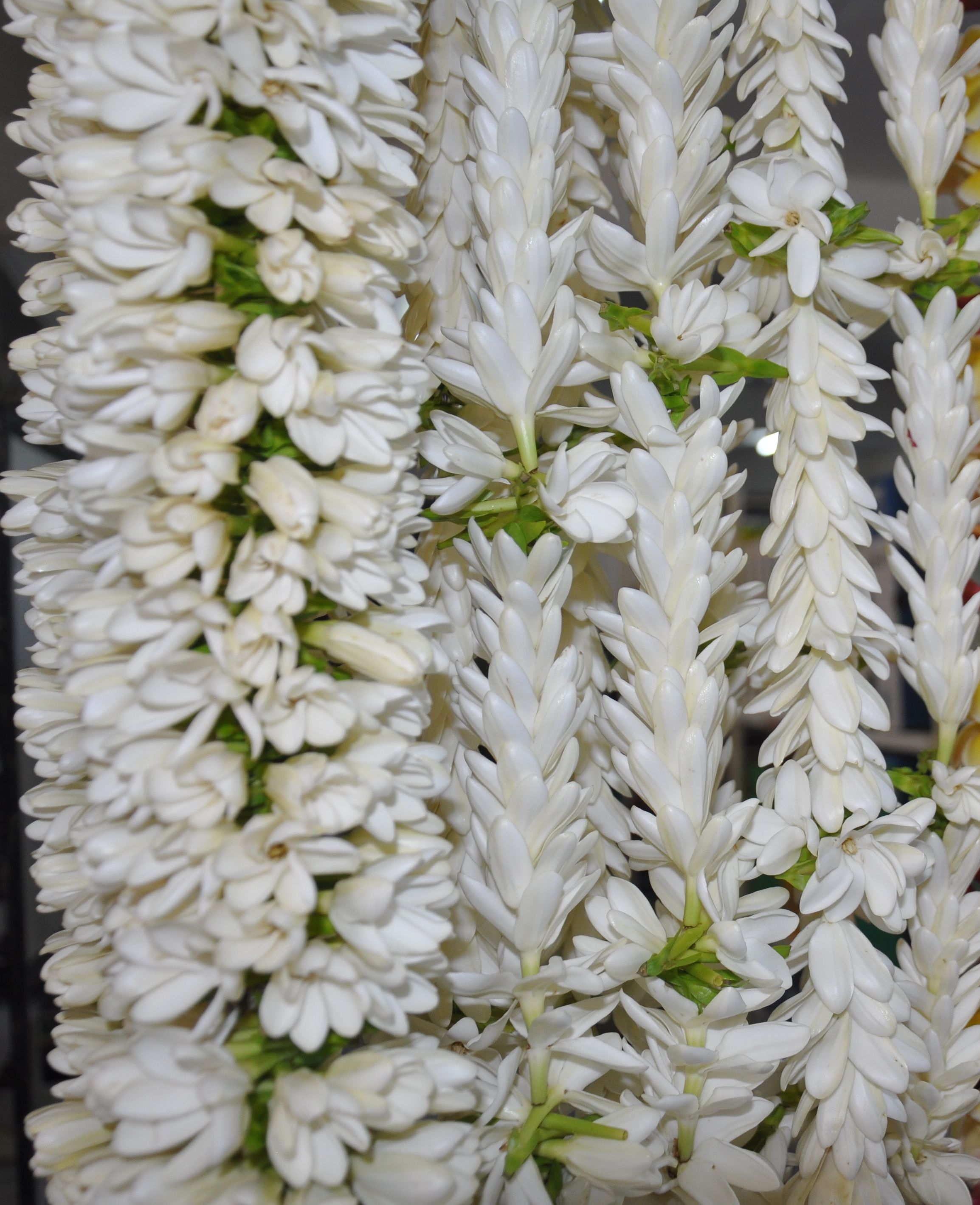 Tahitian Gardenia photo 2