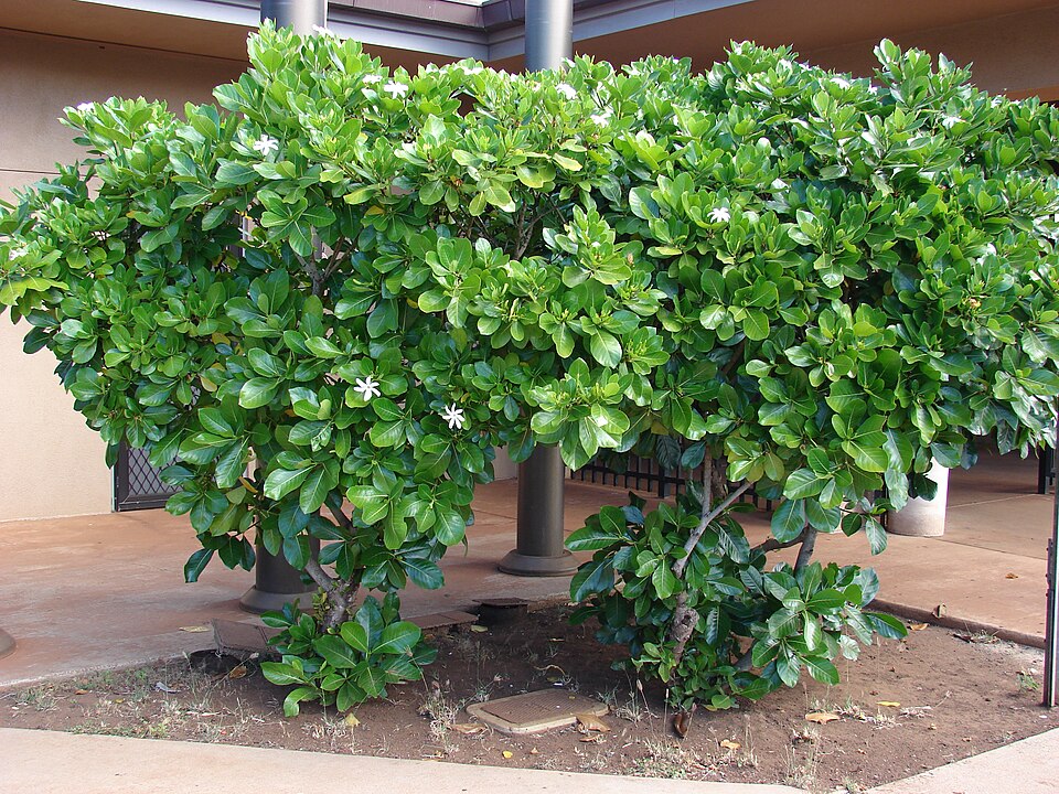 Tahitian Gardenia photo 3