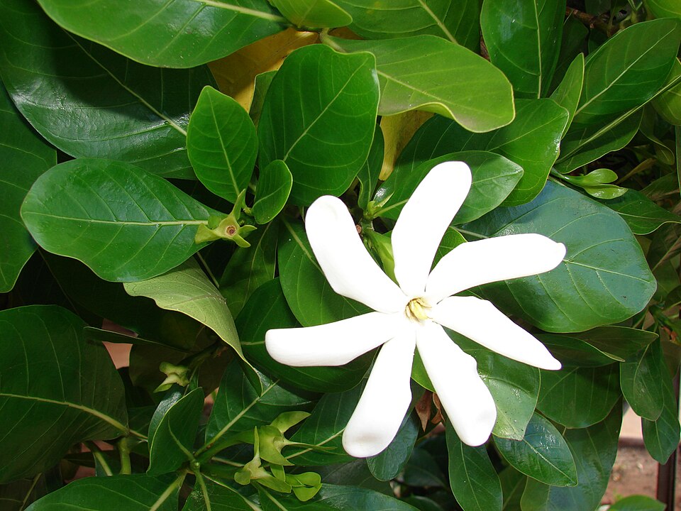 Tahitian Gardenia photo 4