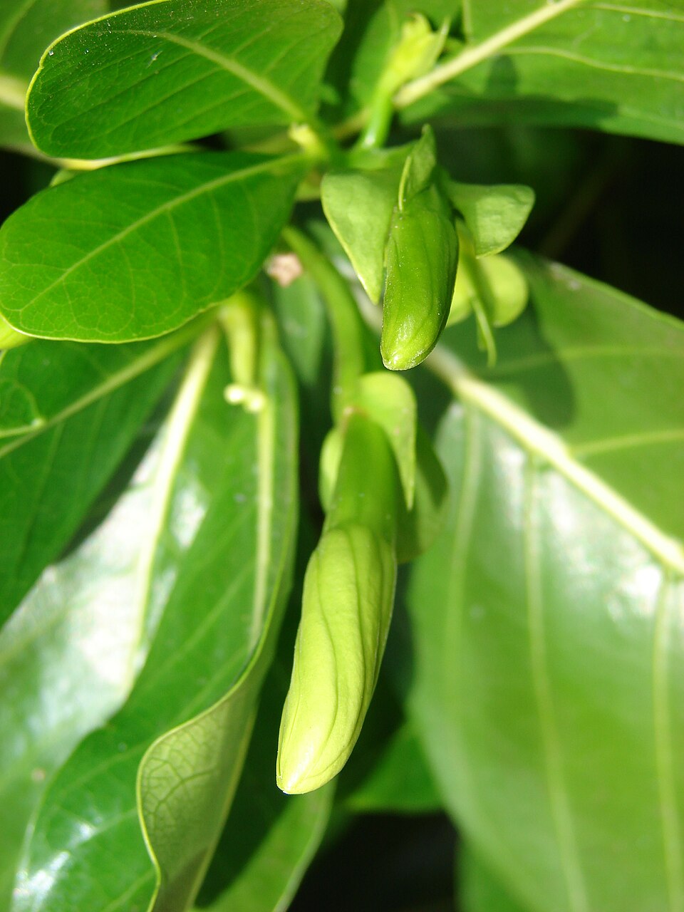 Tahitian Gardenia photo 5