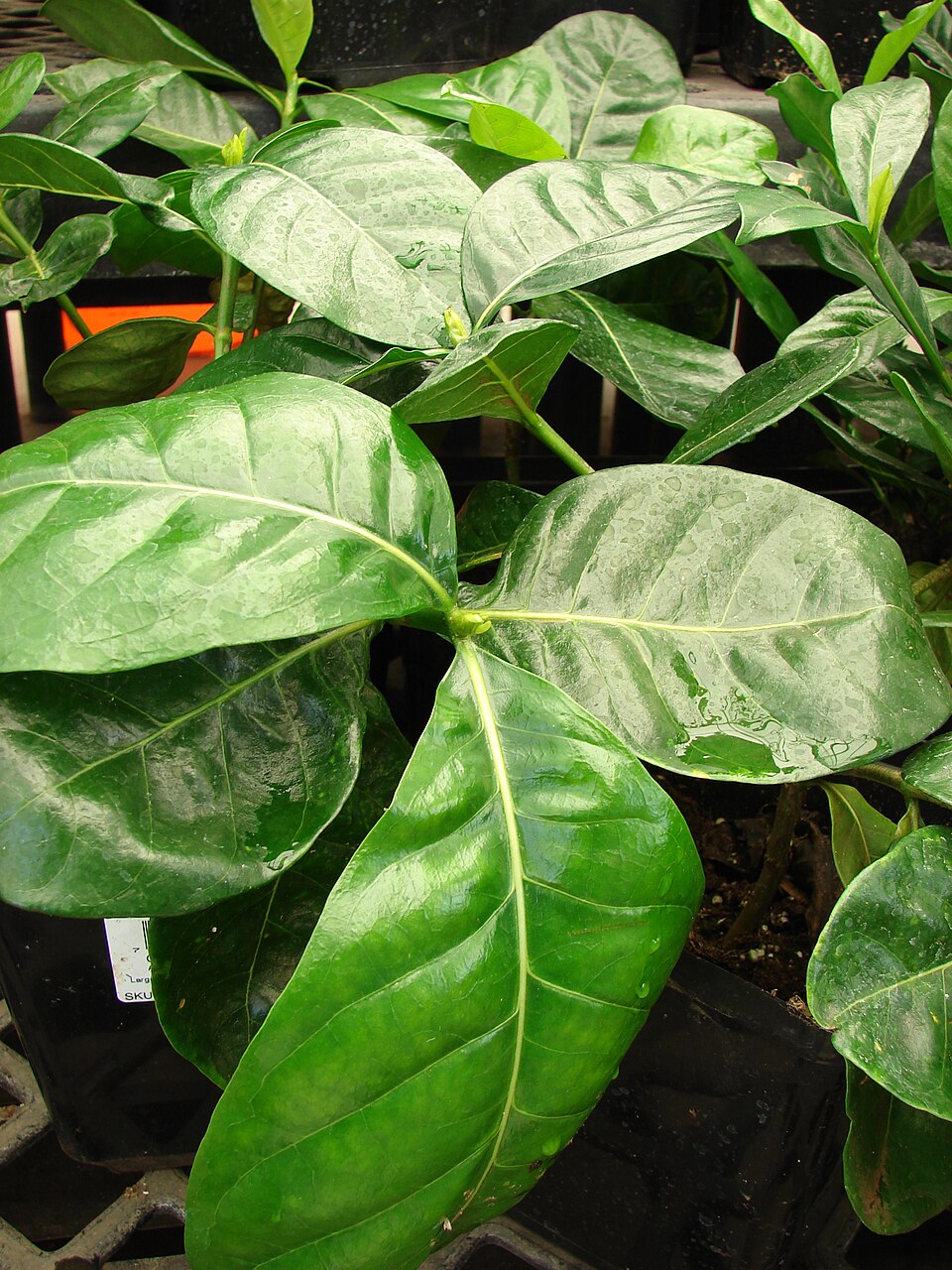 Tahitian Gardenia photo 6