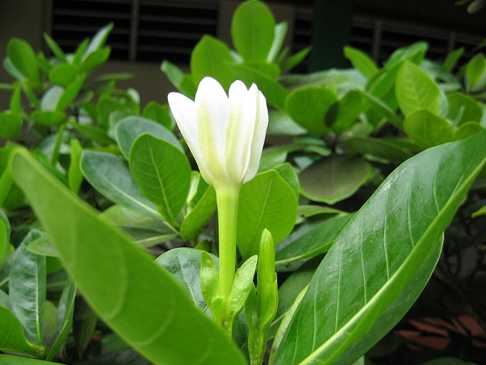 Tahitian Gardenia photo 7