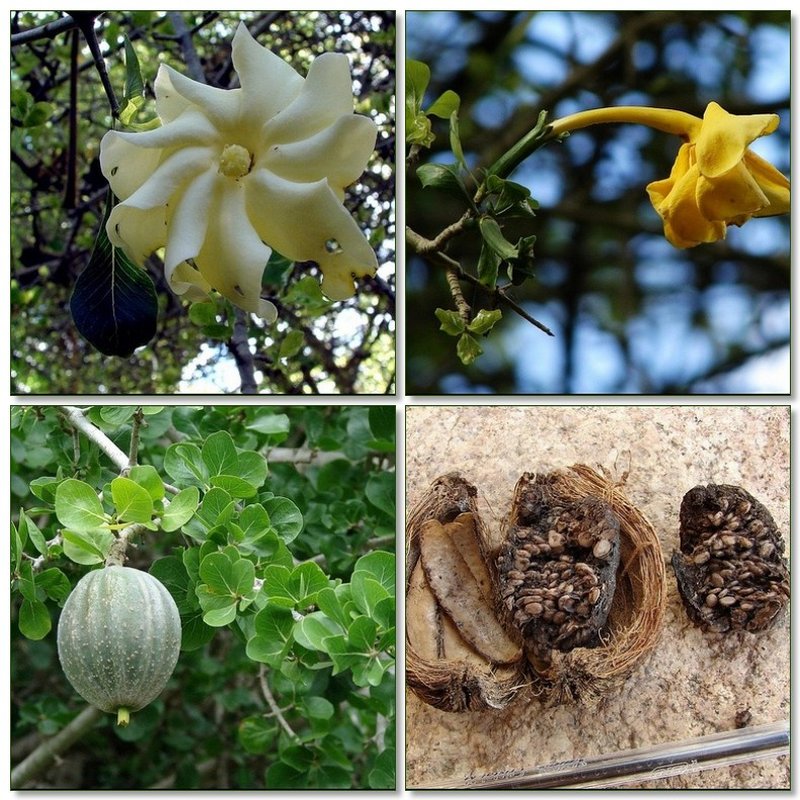 Common Gardenia