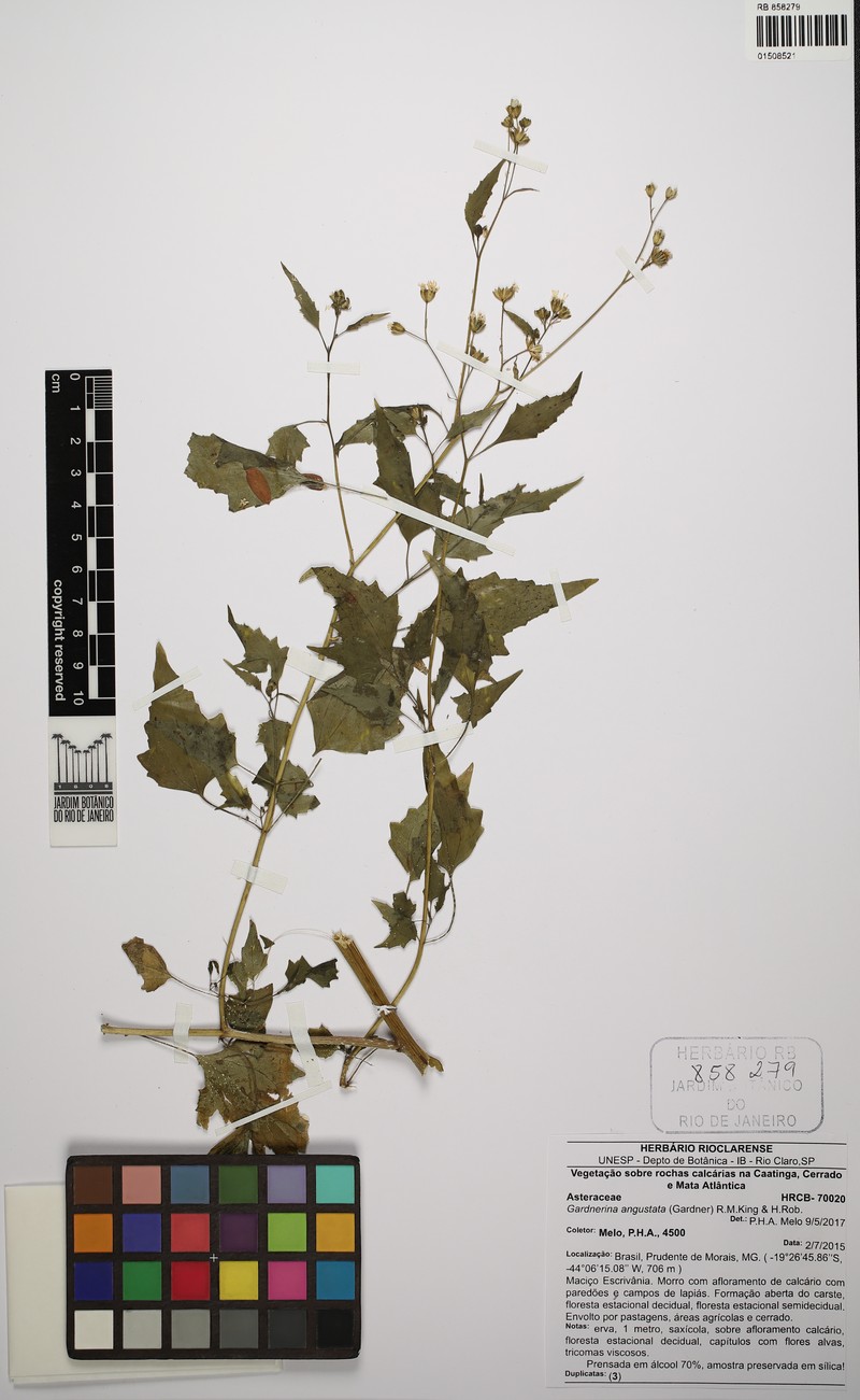 Gardnerina angustata