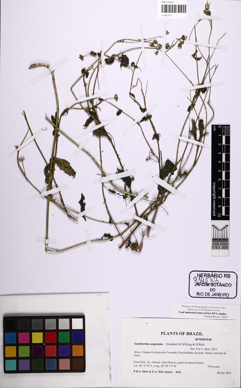 Gardnerina angustata photo 2