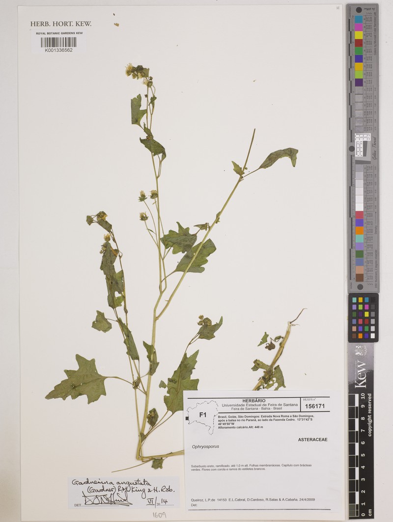 Gardnerina angustata photo 3