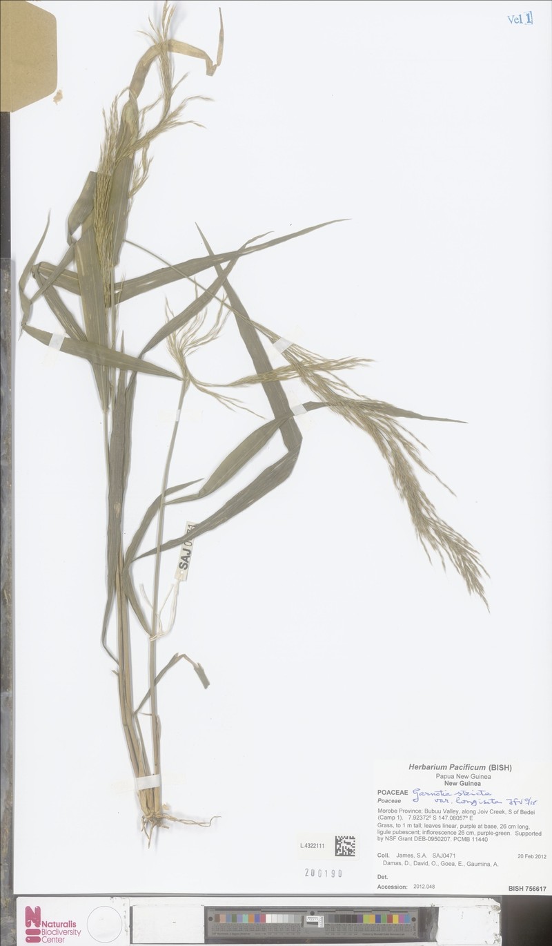 Blue Lawngrass photo 2