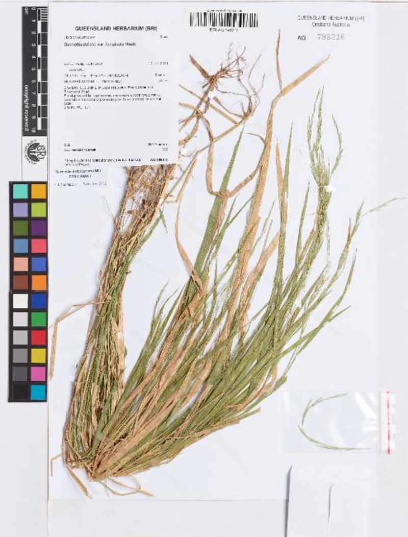Blue Lawngrass photo 3