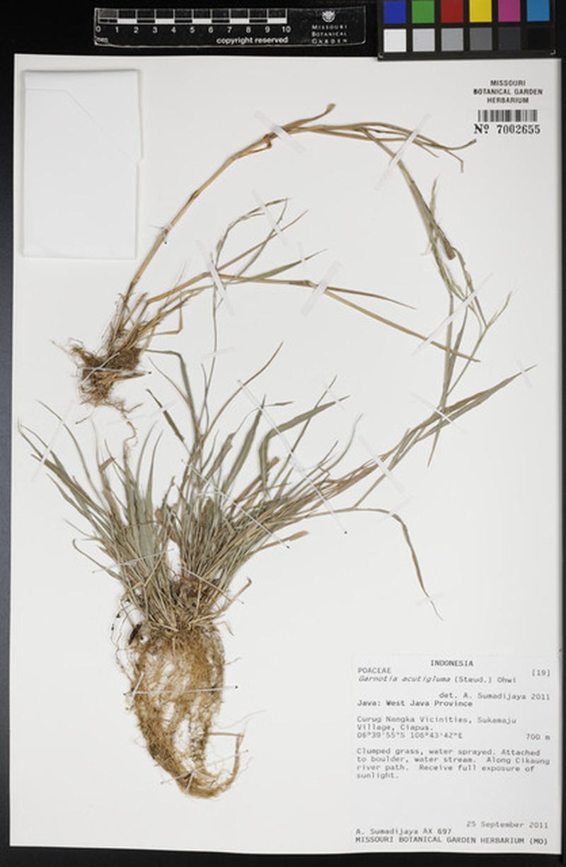Blue Lawngrass photo 4