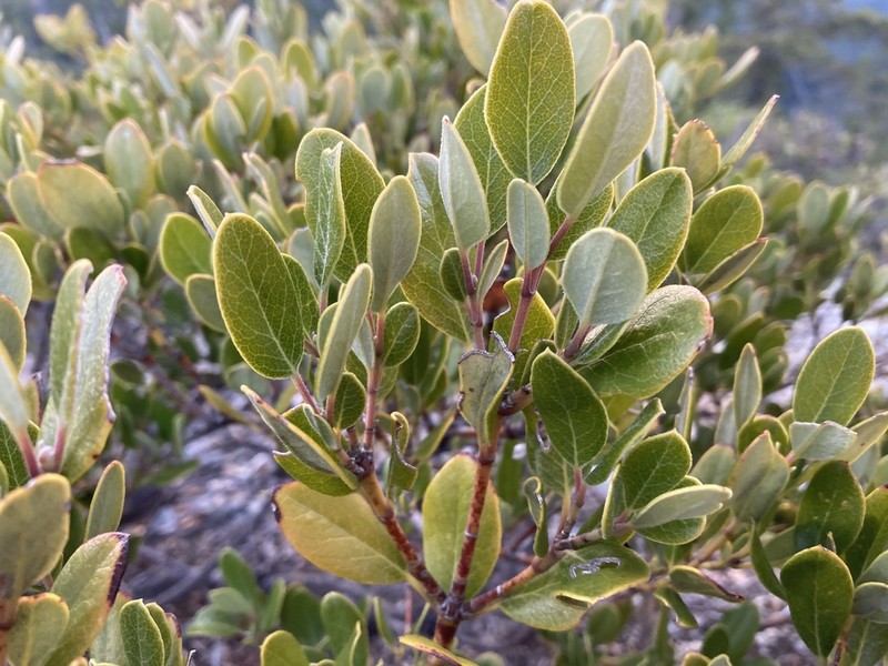 Dwarf Silktassel photo 3
