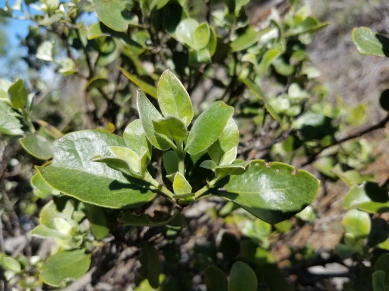 Dwarf Silktassel photo 4
