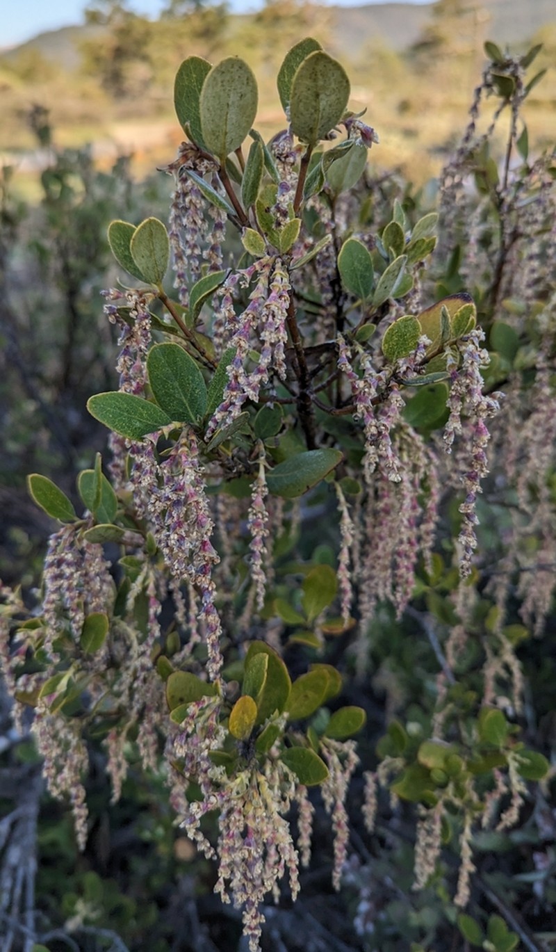 Dwarf Silktassel photo 5