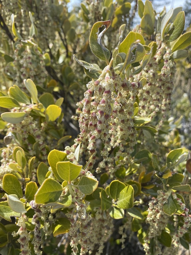 Dwarf Silktassel photo 7