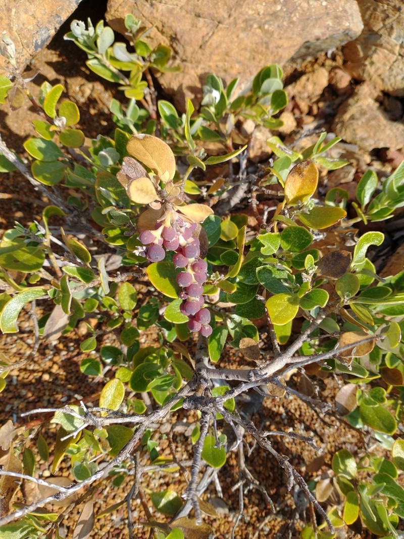 Dwarf Silktassel photo 8