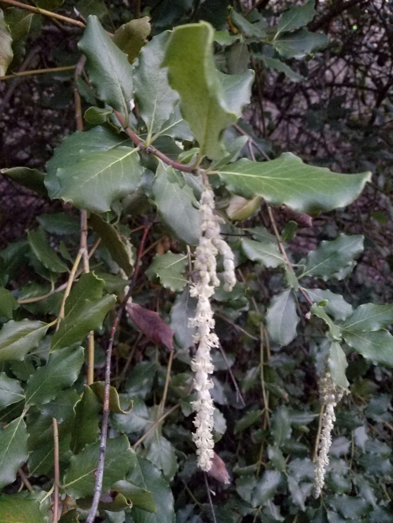 Wavyleaf Silktassel