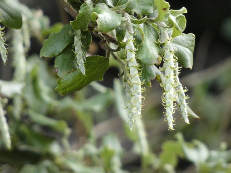 Wavyleaf Silktassel photo 2