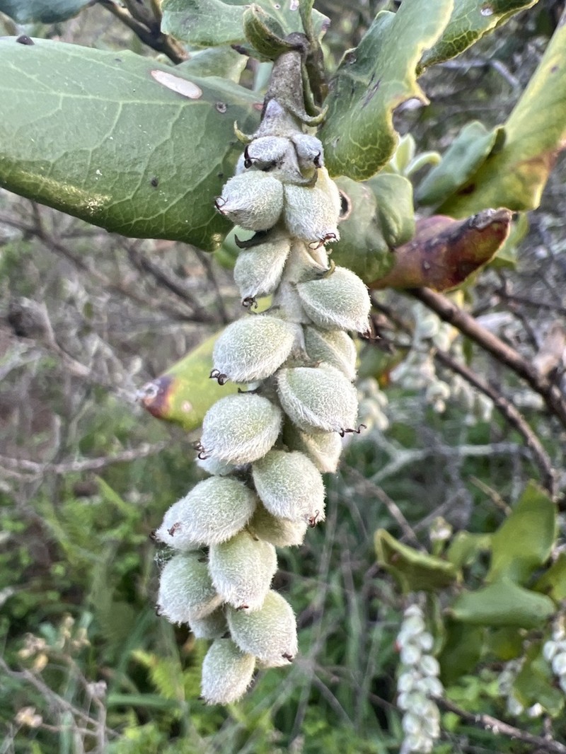 Wavyleaf Silktassel photo 4