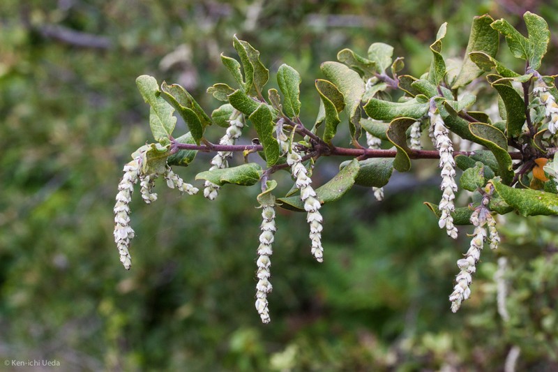 Wavyleaf Silktassel photo 6