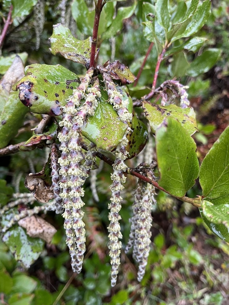 Wavyleaf Silktassel photo 7
