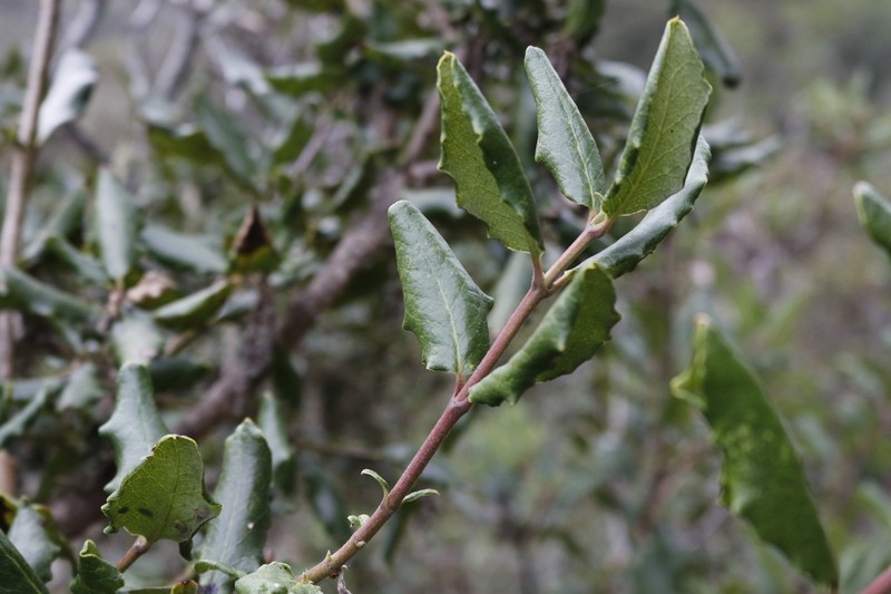 Wavyleaf Silktassel photo 8