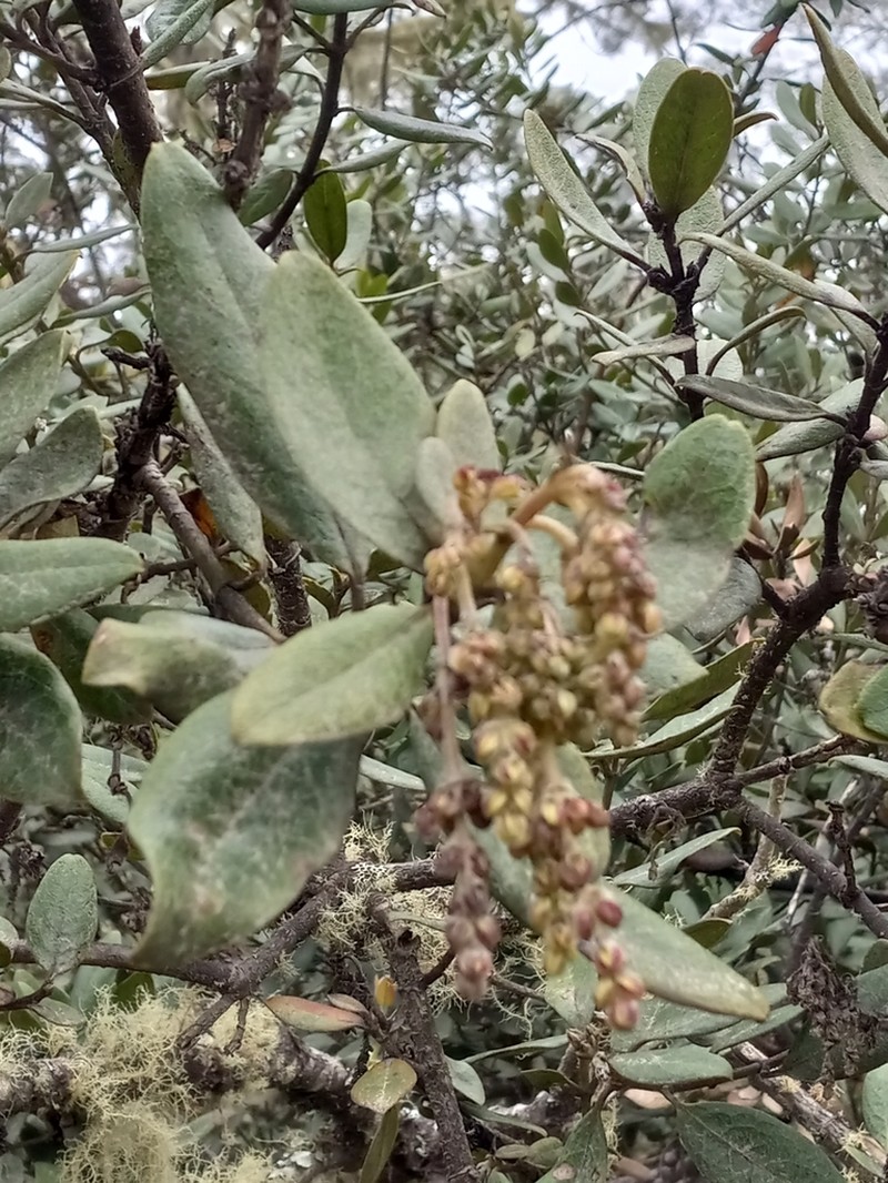 Dotted Fern photo 3