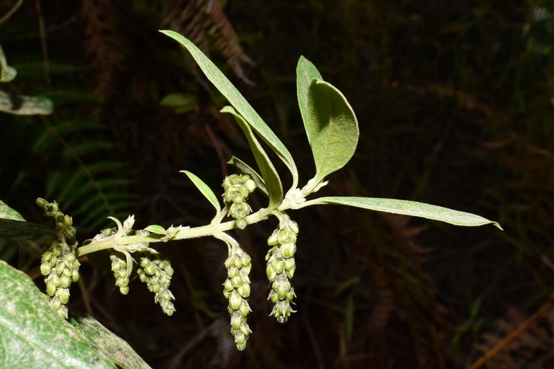 Dotted Fern photo 5