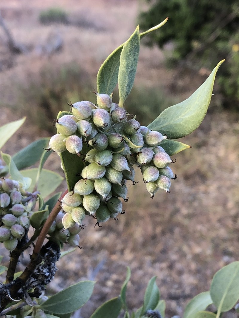 Chaparral Silktassel