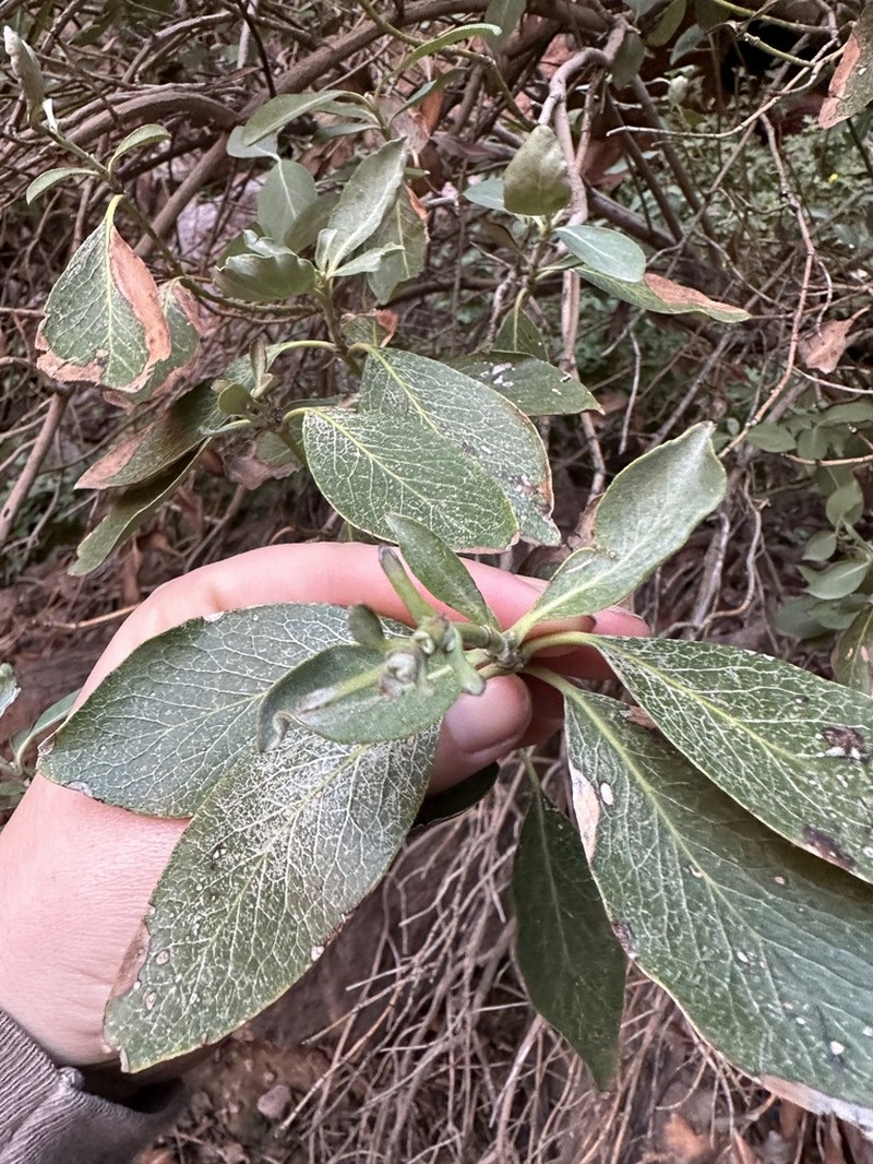 Chaparral Silktassel photo 3