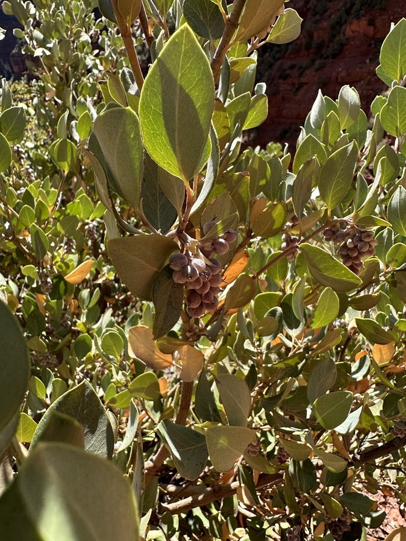 Chaparral Silktassel photo 6