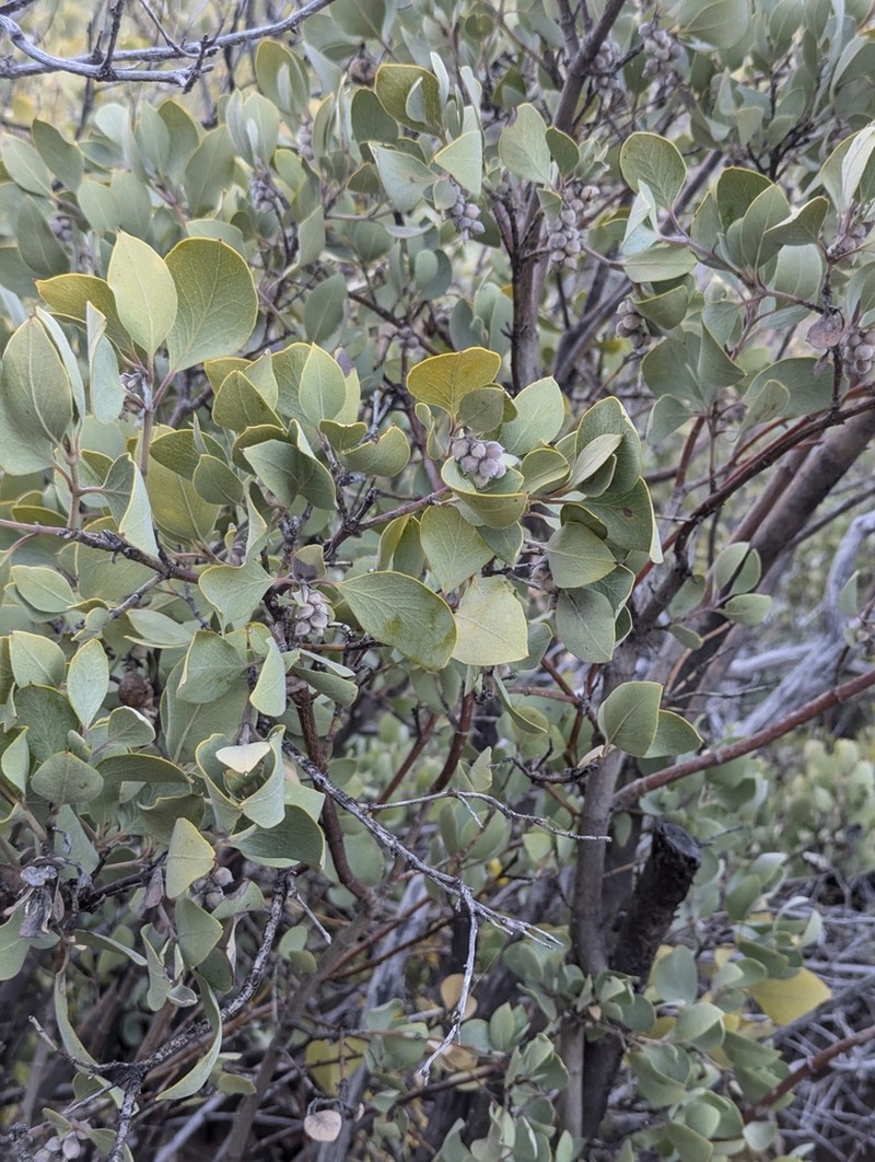Chaparral Silktassel photo 7