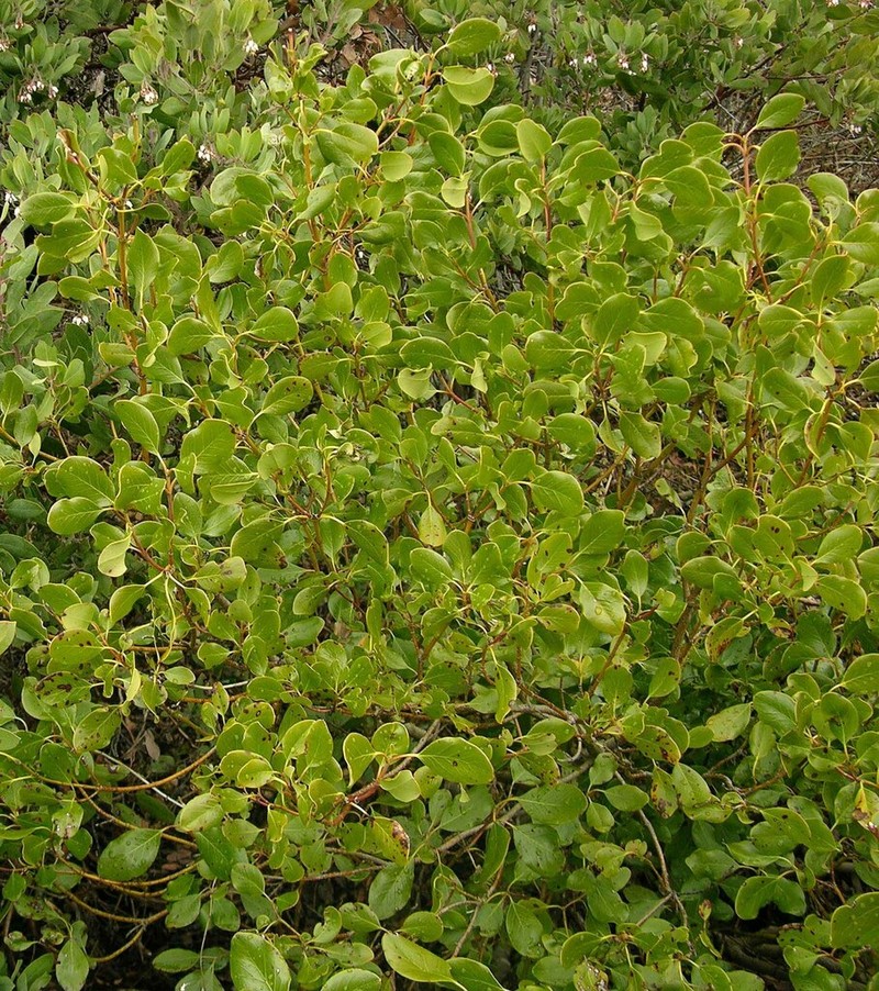 Bearbrush