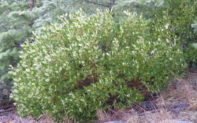 Bearbrush photo 2